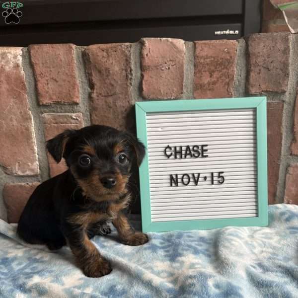 Chase, Morkie / Yorktese Puppy