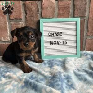 Chase, Morkie / Yorktese Puppy