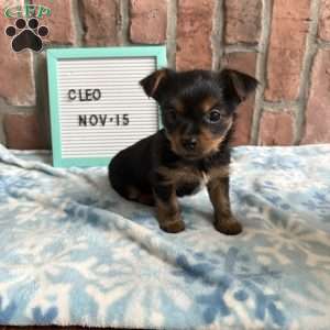 Cleo, Morkie / Yorktese Puppy