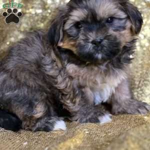 Joey, Shorkie Puppy