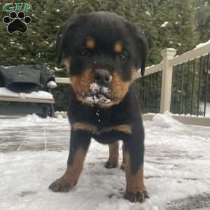 Hazel, Rottweiler Puppy