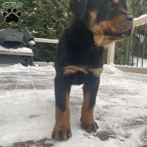 Hazel, Rottweiler Puppy