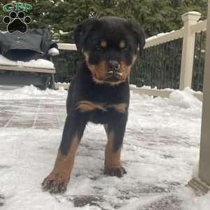 Hazel, Rottweiler Puppy