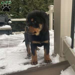 Hazel, Rottweiler Puppy