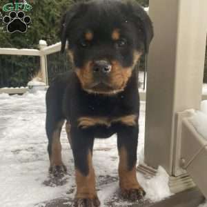 Hazel, Rottweiler Puppy