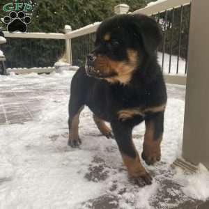 Hazel, Rottweiler Puppy