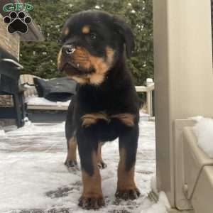 Hazel, Rottweiler Puppy