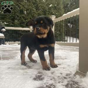 Hazel, Rottweiler Puppy