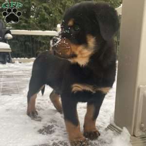 Hazel, Rottweiler Puppy