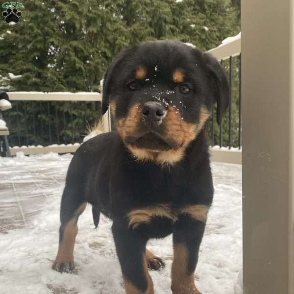 Hazel, Rottweiler Puppy