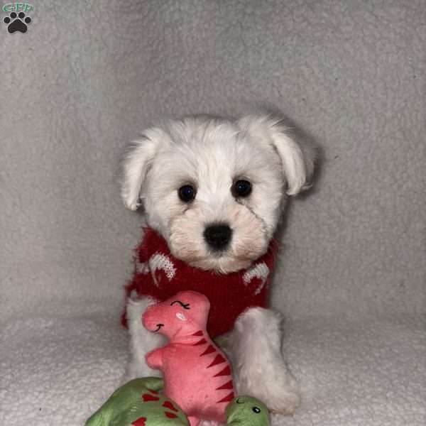 Ducky, Miniature Schnauzer Puppy