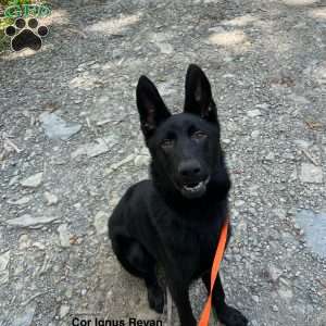 Vidar, German Shepherd Puppy