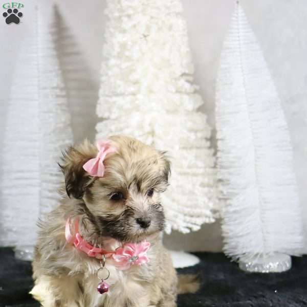 Melody, Havanese Puppy