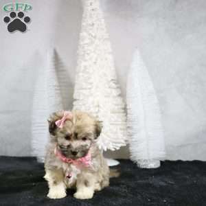 Melody, Havanese Puppy