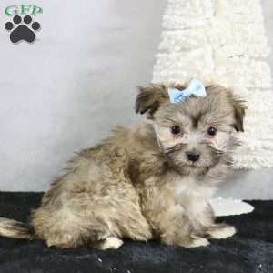 Maverick, Havanese Puppy