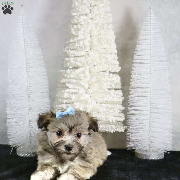 Maverick, Havanese Puppy