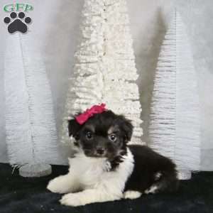 Millie, Havanese Puppy