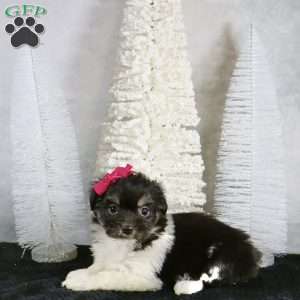 Millie, Havanese Puppy