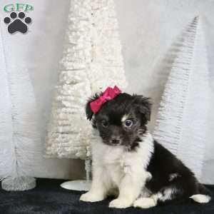 Millie, Havanese Puppy