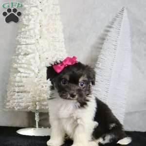 Millie, Havanese Puppy