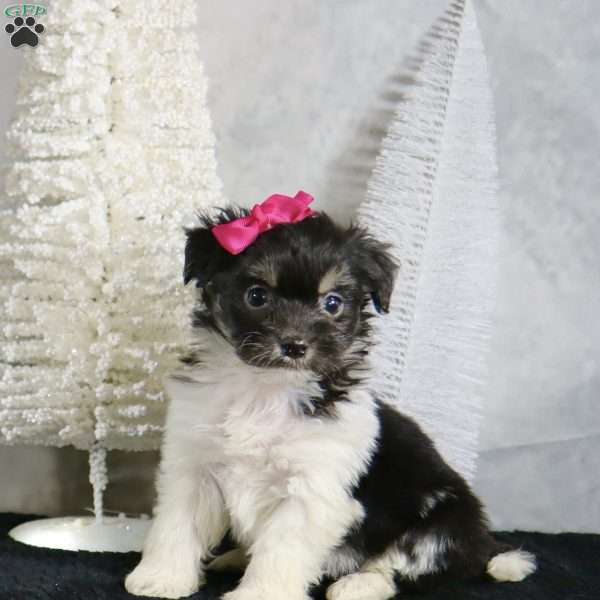 Millie, Havanese Puppy