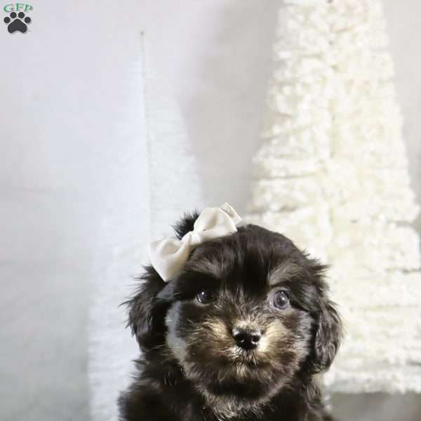 Max, Havanese Puppy