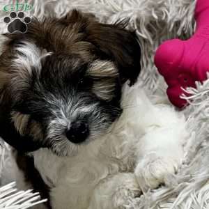 Bella Honeyblue, Maltipoo Puppy