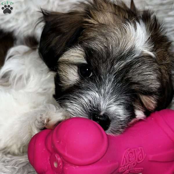 Bella Honeyblue, Maltipoo Puppy