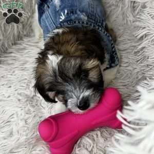 Bella Honeyblue, Maltipoo Puppy