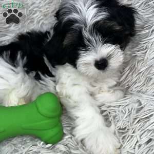 Sir Honeyblue, Maltipoo Puppy