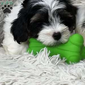 Sir Honeyblue, Maltipoo Puppy