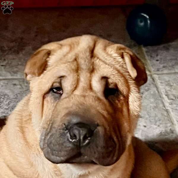 Ralphie, Shar Pei Puppy