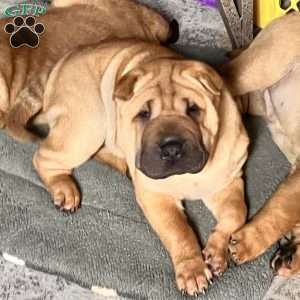 Ralphie, Shar Pei Puppy