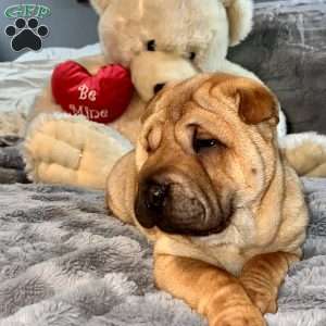 Ralphie, Shar Pei Puppy