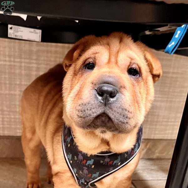 Merry, Shar Pei Puppy