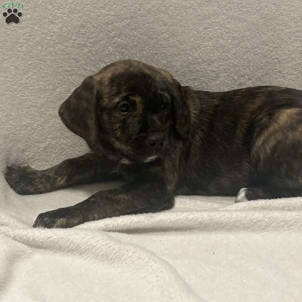 Jenna, Golden Retriever Mix Puppy