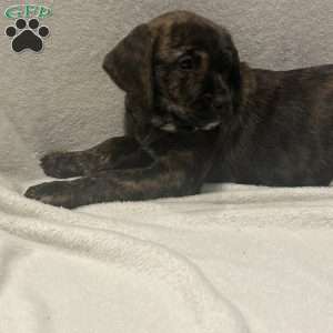 Jenna, Golden Retriever Mix Puppy