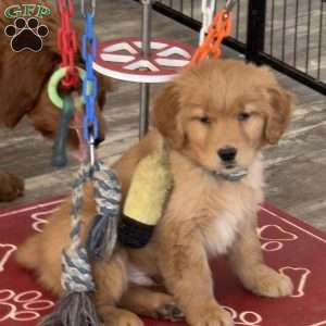 Nugget, Golden Retriever Puppy