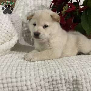 Archie, Shiba Inu Puppy