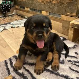 Loki, Rottweiler Puppy