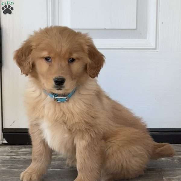 Nugget, Golden Retriever Puppy