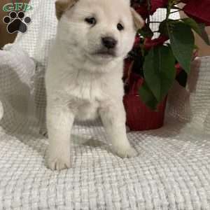 Archie, Shiba Inu Puppy