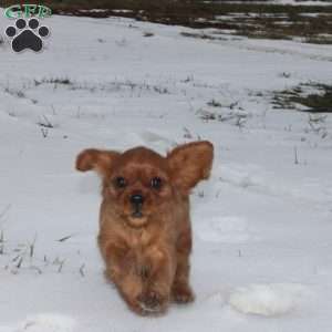 Sugar, Cavalier King Charles Spaniel Puppy