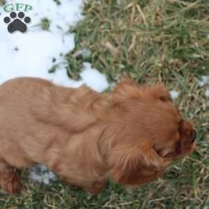 Sugar, Cavalier King Charles Spaniel Puppy