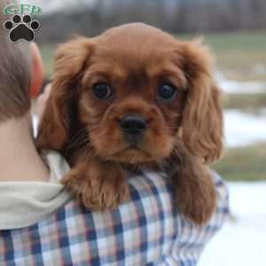 Sugar, Cavalier King Charles Spaniel Puppy