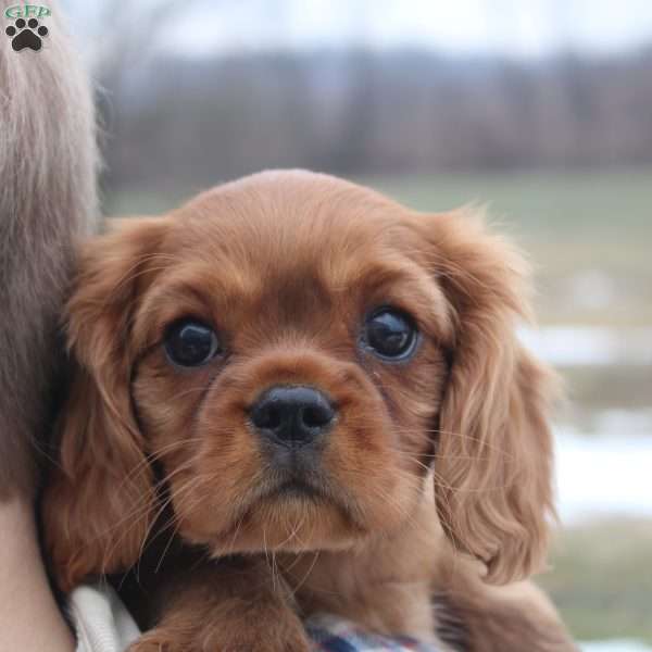 Sugar, Cavalier King Charles Spaniel Puppy