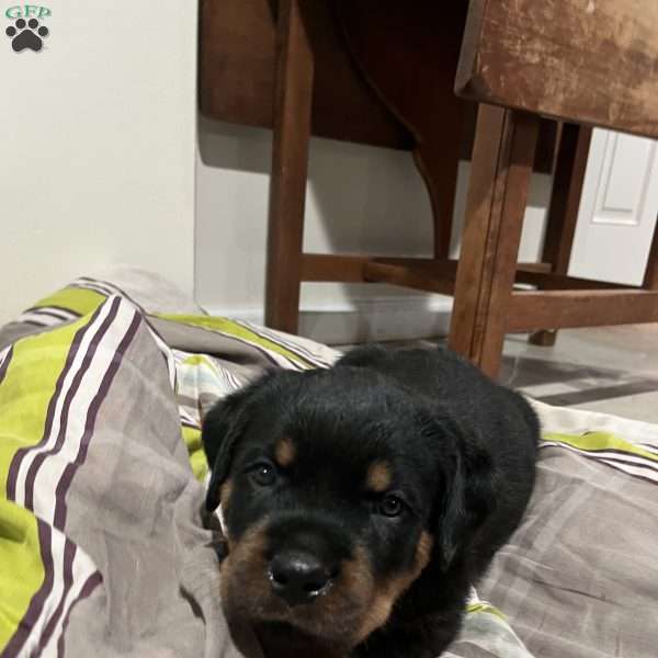 Colossus, Rottweiler Puppy