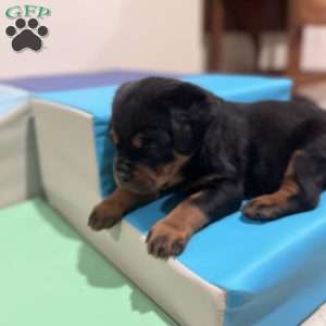 Rogue, Rottweiler Puppy