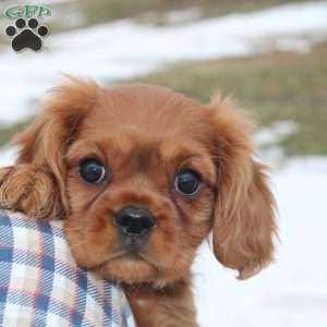 Sugar, Cavalier King Charles Spaniel Puppy