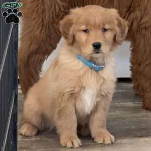 Nugget, Golden Retriever Puppy